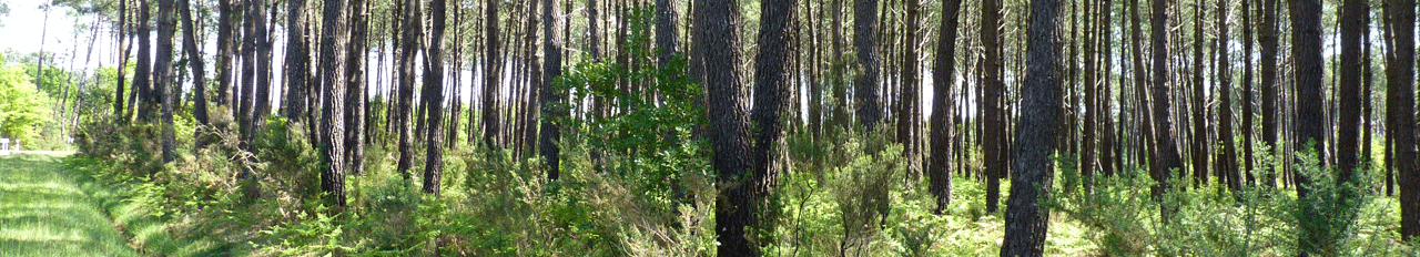 Accompagnement technique forêt pins